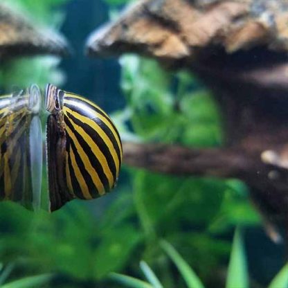 Neritina natalensis-Zebra Snail 2 cm - Ασπόνδυλα Γλυκού