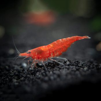 Neocaridina davidi -Red Cherry Shrimp - Ασπόνδυλα Γλυκού