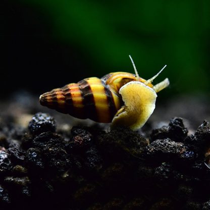 Clea helena – Assassin Snail 2 cm - Ασπόνδυλα Γλυκού