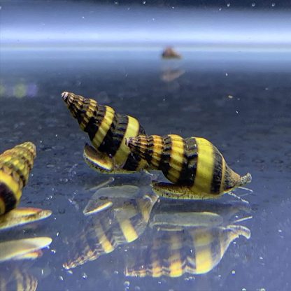 Clea helena – Assassin Snail 2 cm - Ασπόνδυλα Γλυκού