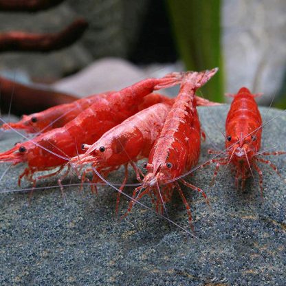 Neocaridina davidi -SUPER Red Cherry Shrimp 1.5cm - Ασπόνδυλα Γλυκού