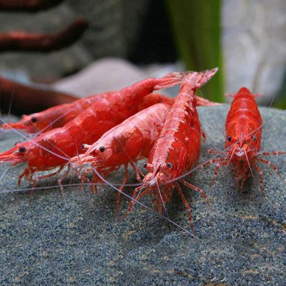 Neocaridina davidi -Red Cherry Shrimp - Sales