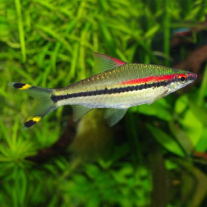 Puntius denisonii – Red Line Torpedo Barb 5cm - Ψάρια Γλυκού