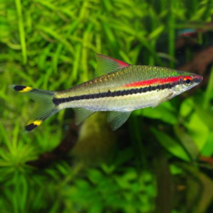 Puntius denisoni – Red Line Torpedo Barb 4.5-5 cm - Ψάρια Γλυκού