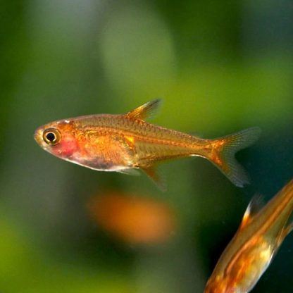 Hyphessobrycon amandae – Ember Tetra 2 cm - Ψάρια Γλυκού