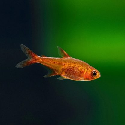 Hyphessobrycon amandae – Ember Tetra 2 cm - Sales