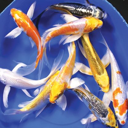 Cyprinus carpio-Butterfly Koi 12.5cm - Ψάρια Γλυκού