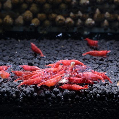 Neocaridina davidi -SUPER Red Cherry Shrimp 1.5cm - Ασπόνδυλα Γλυκού