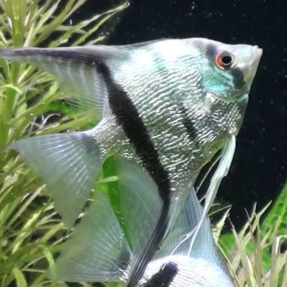 Pterophyllum scalare – Diamond Angelfish M - Ψάρια Γλυκού