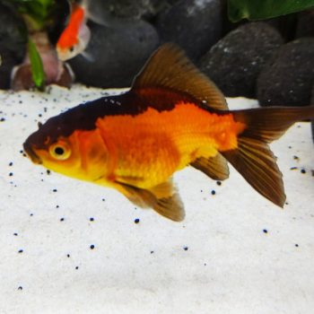 Carassius auratus – Red Oranda 10cm - Ψάρια Γλυκού