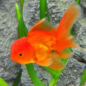Carassius auratus – Red Oranda 4cm - Ψάρια Γλυκού