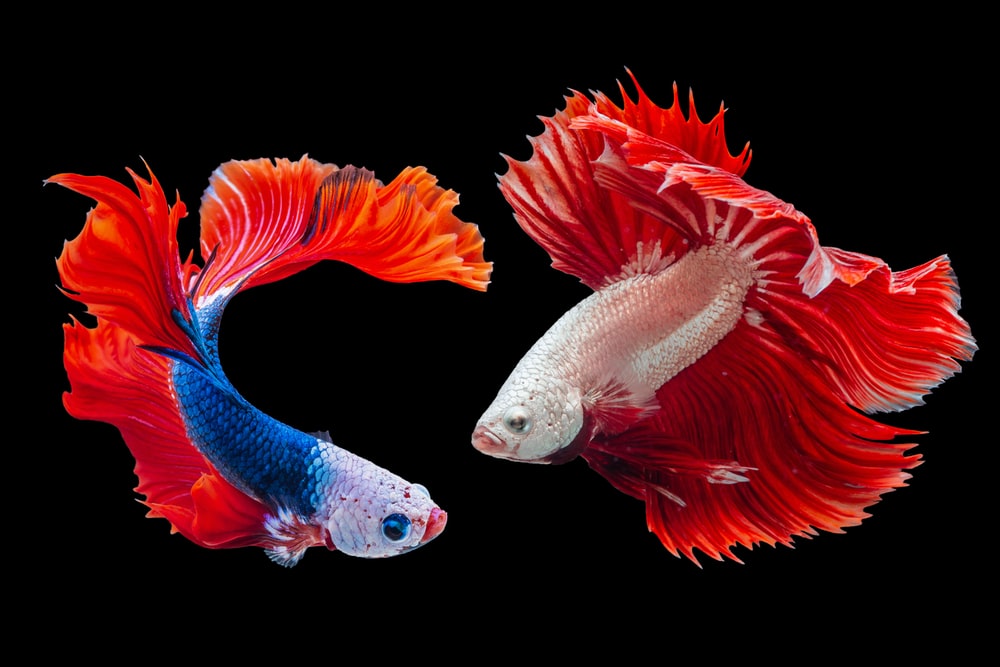 <strong>Οδηγός για το ψάρι «μονομάχος» Siamese fighting fish</strong>