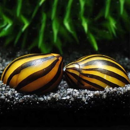 Neritina sp. – Zebra Snail - Ασπόνδυλα Γλυκού