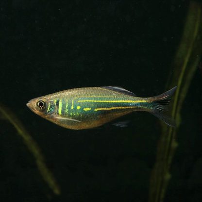 Danio aequipinnatus-Giant Danio 3-4cm - Ψάρια Γλυκού