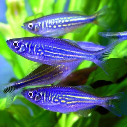 Danio aequipinnatus-Giant Danio 3-4cm - Ψάρια Γλυκού