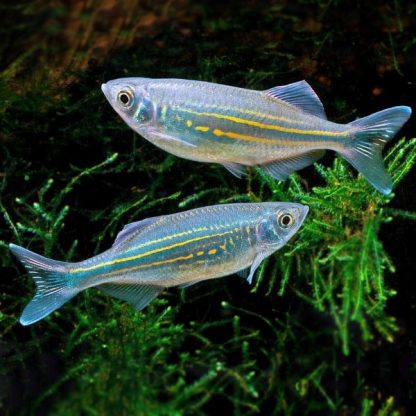 Danio aequipinnatus-Giant Danio 3-4cm - Ψάρια Γλυκού