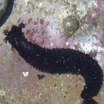Holothuria leucospilota M – Black long sea cucumber - Ασπόνδυλα Θαλασσινού