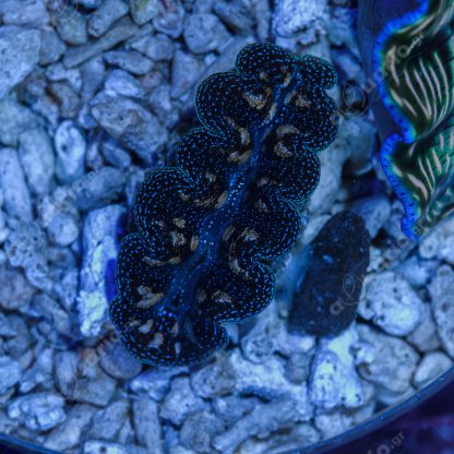 Tridacna crocea 3,5-4cm - Μητρικές αποικίες