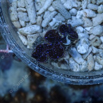 Tridacna maxima 3-4cm - Μητρικές αποικίες