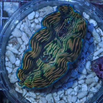 Tridacna derasa 8cm - Μητρικές αποικίες