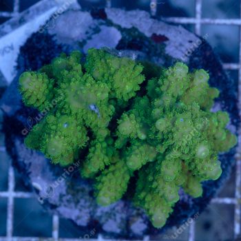 Acropora humilis A36 - Μητρικές αποικίες