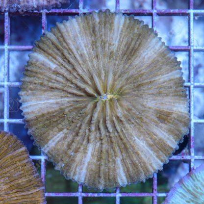 Fungia orange - Hot Coral Offers