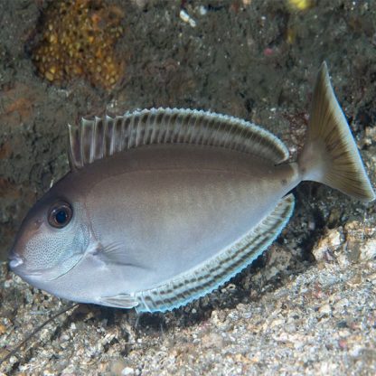 Naso lopez M – Elongated unicornfish - Ψάρια Θαλασσινού
