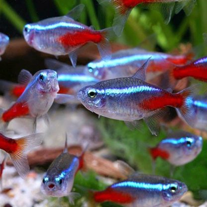 Paracheirodon innesi-Neon Tetra 2-3cm - Ψάρια Γλυκού