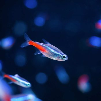 Paracheirodon innersi – Neon Tetra 2.5-3cm - Ψάρια Γλυκού