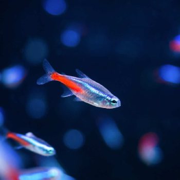 Colisa lalia – Dwarf gourami female - Ψάρια Γλυκού