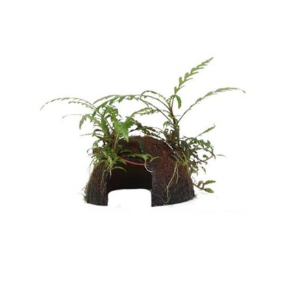 Tropica Hygrophila Pinnatifida on Coconut Shell - Sales