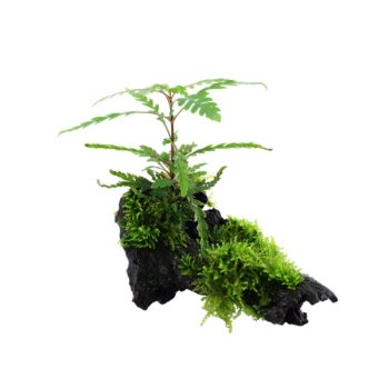 Tropica Hygrophila pinnatifida & moss on wood - Φυτά για Ενυδρεία