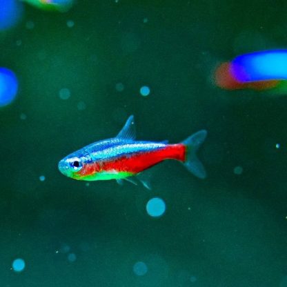 Paracheirodon axelrodi -Cardinal Tetra 2.5 cm - Sales