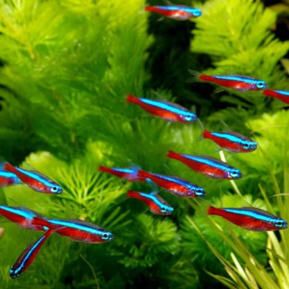 Paracheirodon axelrodi -Cardinal Tetra 2.5-3 cm - Sales