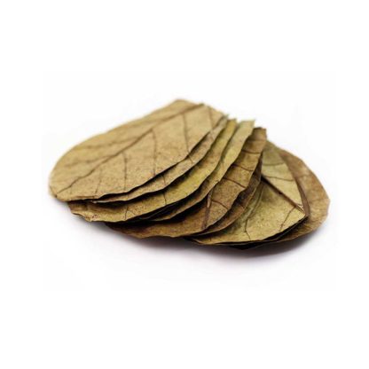 Terminalia catappa M 1 τμχ - Sales