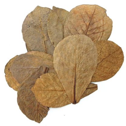 Terminalia catappa M 1 τμχ - Sales