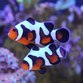 Amphiprion ocellaris – Special clown fish mix 4-4.5cm - Ψάρια Θαλασσινού