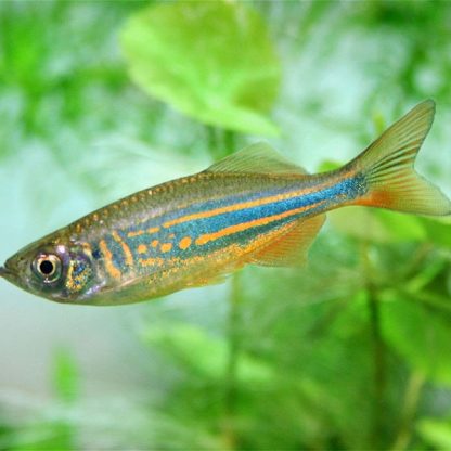 Danio aequipinnatus-Giant Danio 3-4cm - Ψάρια Γλυκού