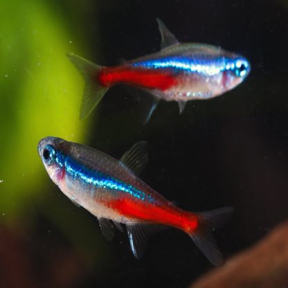 Paracheirodon innesi-Neon Tetra 2 cm - Ψάρια Γλυκού