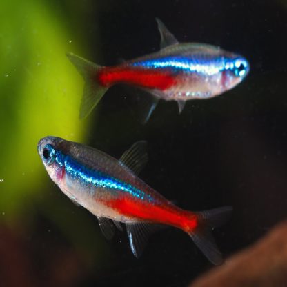 Paracheirodon innesi – Neon Tetra 1.8cm - Sales