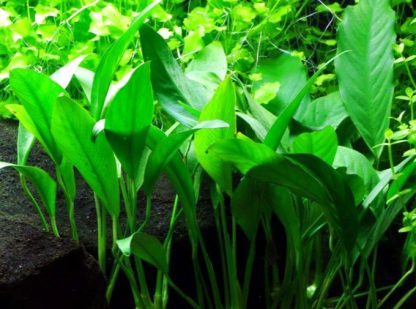 S.I Anubias barteri angustifolia - Φυτά για Ενυδρεία