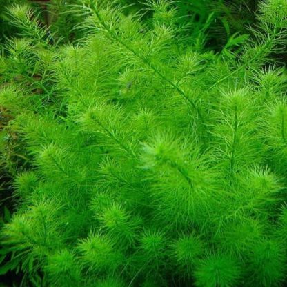 S.I Myriophyllum simulans (bunch) - Φυτά για Ενυδρεία