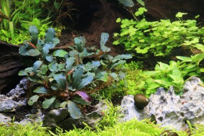 S.I Bucephalandra sp. ‘Mini Red’ - Φυτά για Ενυδρεία