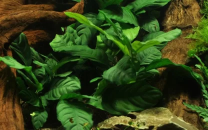 S.I Anubias barteri var. coffeifolia - Sales