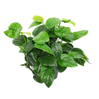 S.I Anubias barteri var. barteri Μotherplant XL - Φυτά για Ενυδρεία