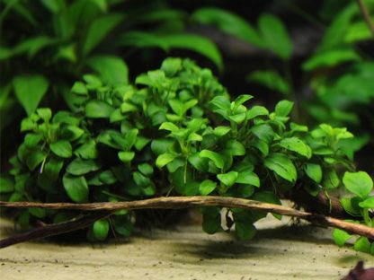 S.I Anubias barteri nana ‘Bonsai’ - Φυτά για Ενυδρεία