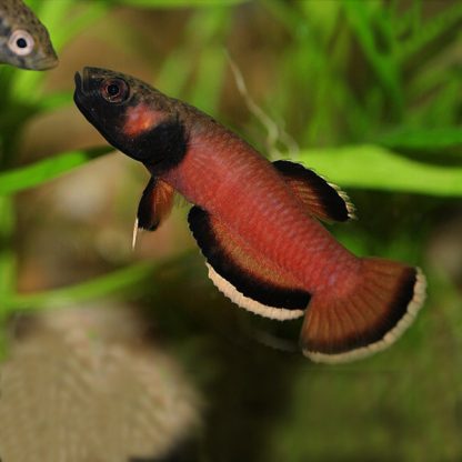Betta albimarginata - Betta Albimarginata 2.5 - 4.5cm
