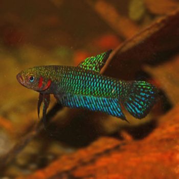 Betta hendra-Betta Hendra (Pair) 3 cm - Ψάρια Γλυκού