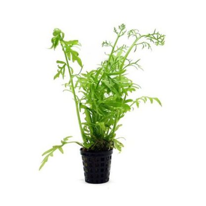 S.I Ceratopteris cornuta - Φυτά για Ενυδρεία