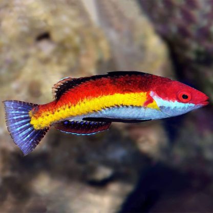Cirrhilabrus naokoae – Naoko’S Fairy Wrasse (Male) - Ψάρια Θαλασσινού